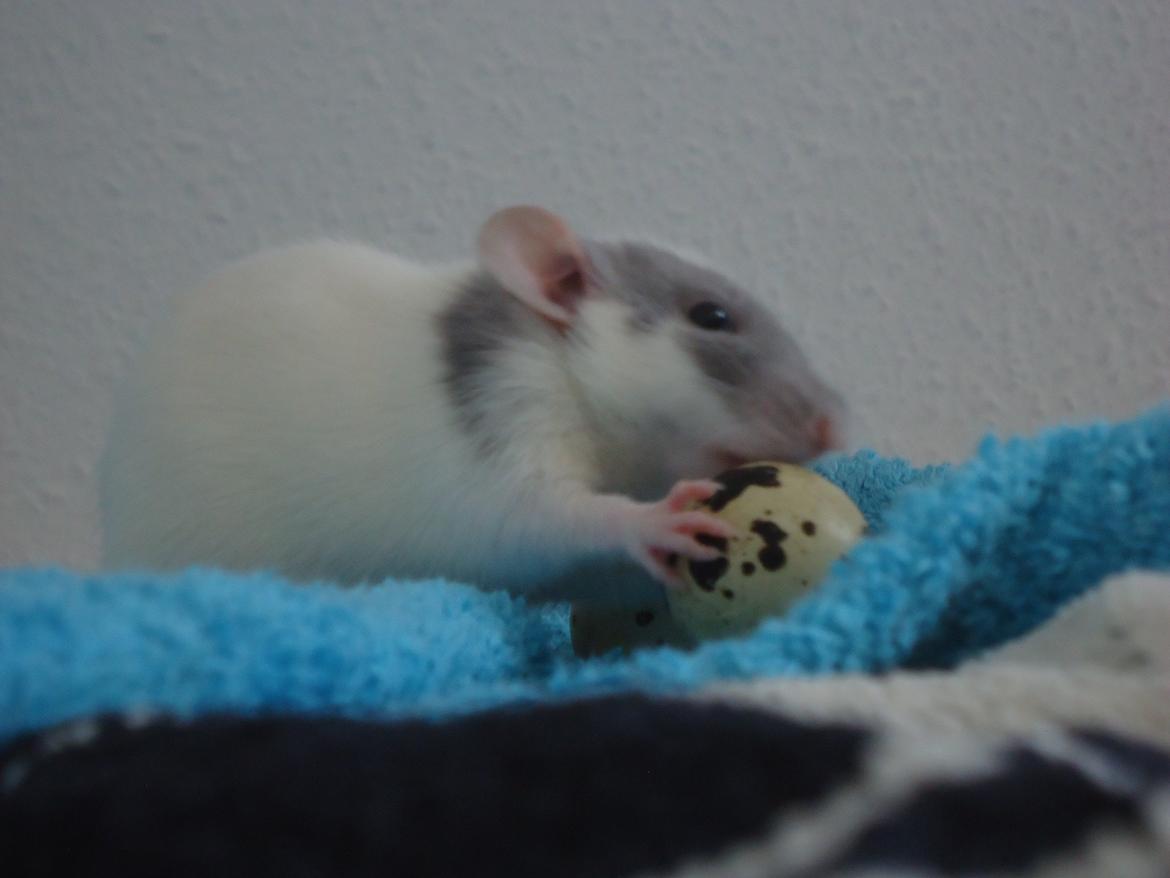 Tamrotte VictoryRats Java   RIP <3 billede 4