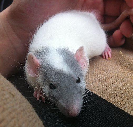 Tamrotte VictoryRats Java   RIP <3 billede 5