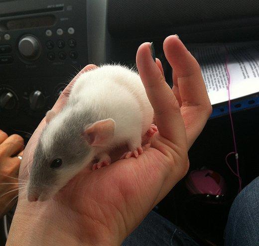 Tamrotte VictoryRats Java   RIP <3 billede 6