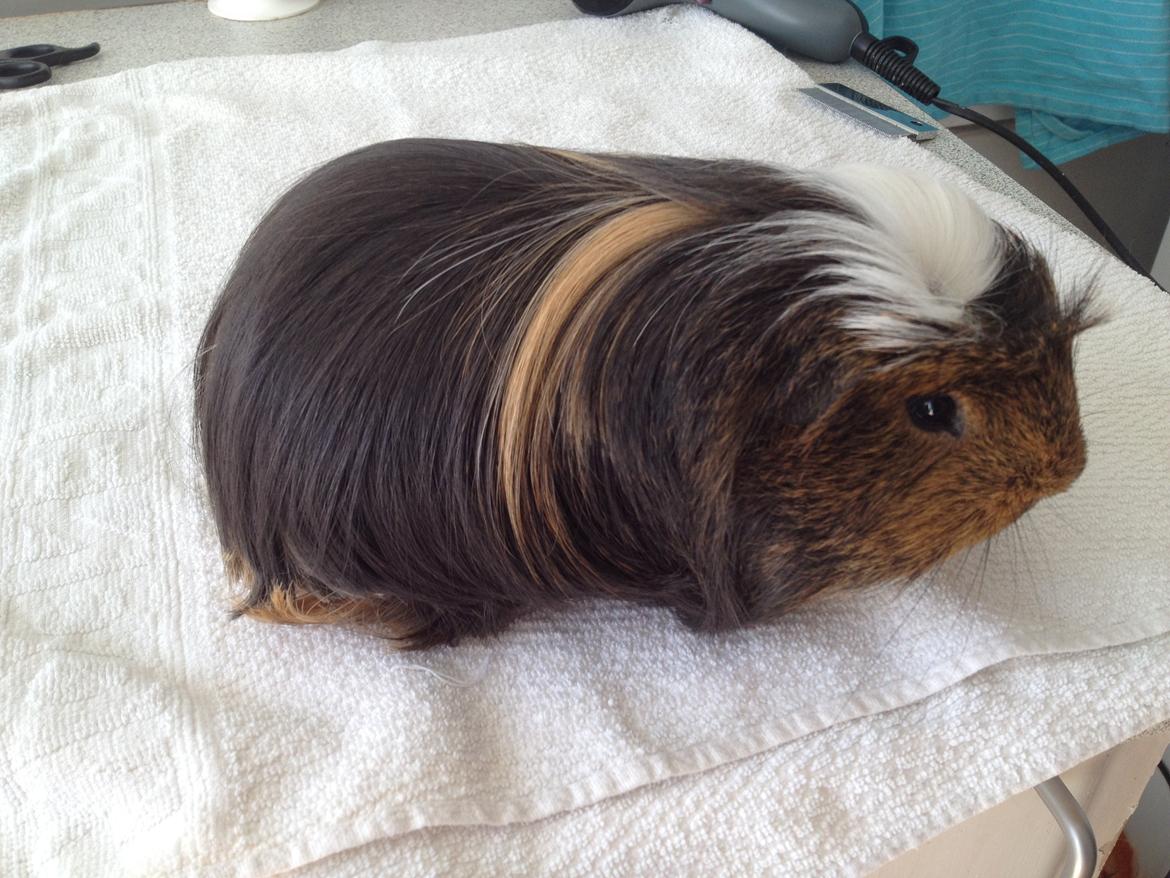 Marsvin Guido billede 6