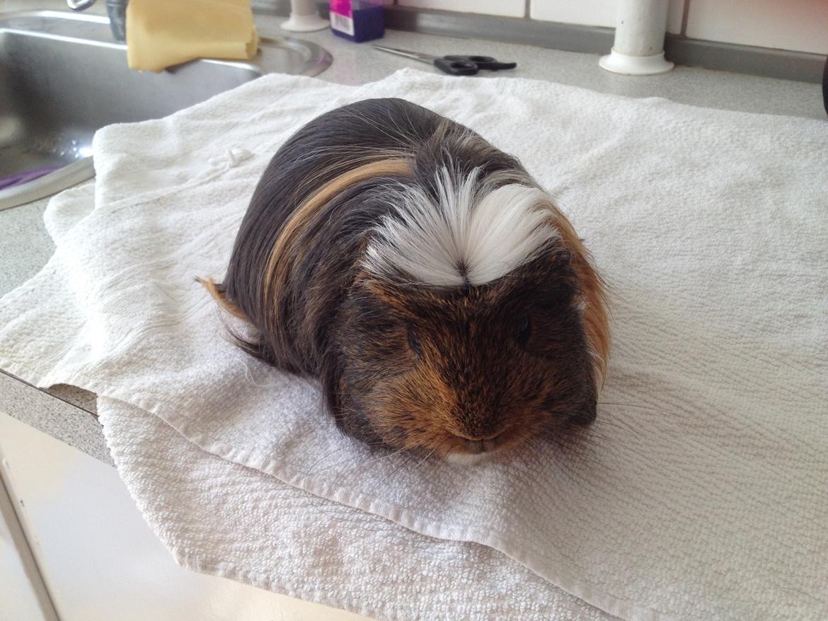 Marsvin Guido billede 7