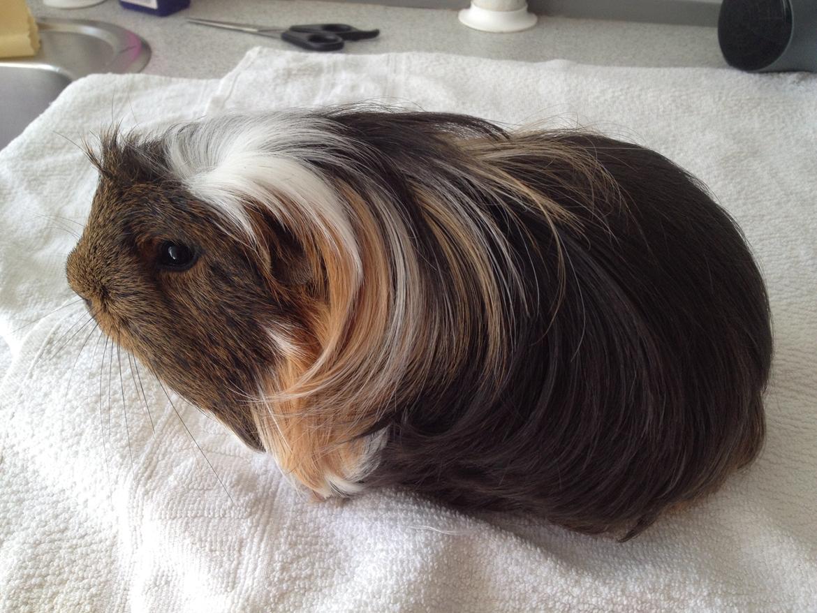 Marsvin Guido - Nyvasket og børstet billede 8