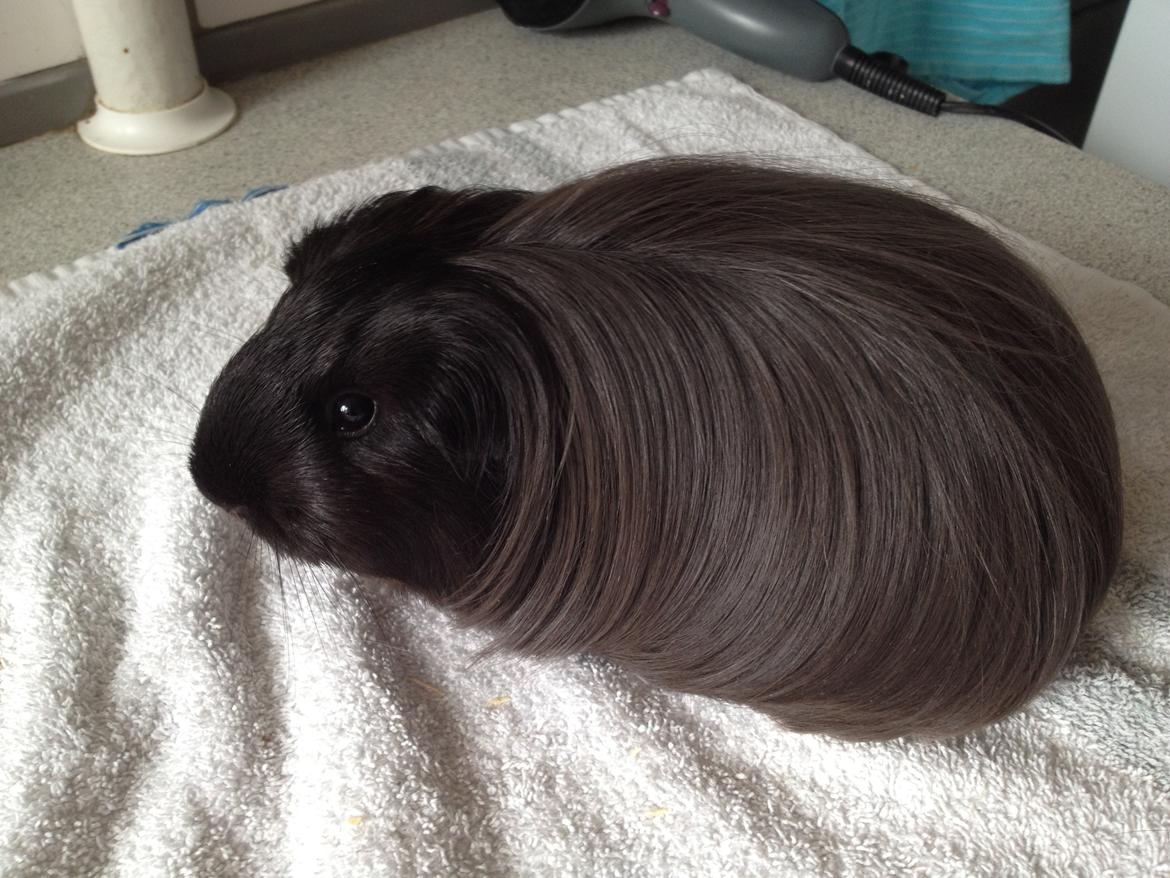 Marsvin Sally billede 1