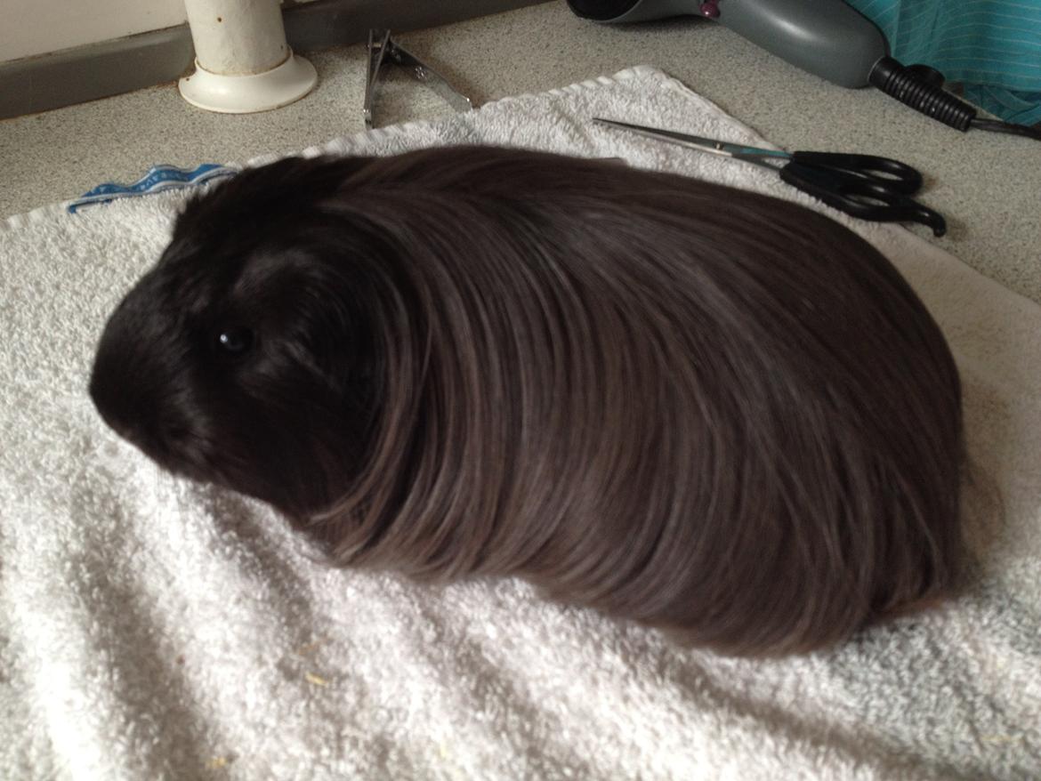 Marsvin Sally billede 2