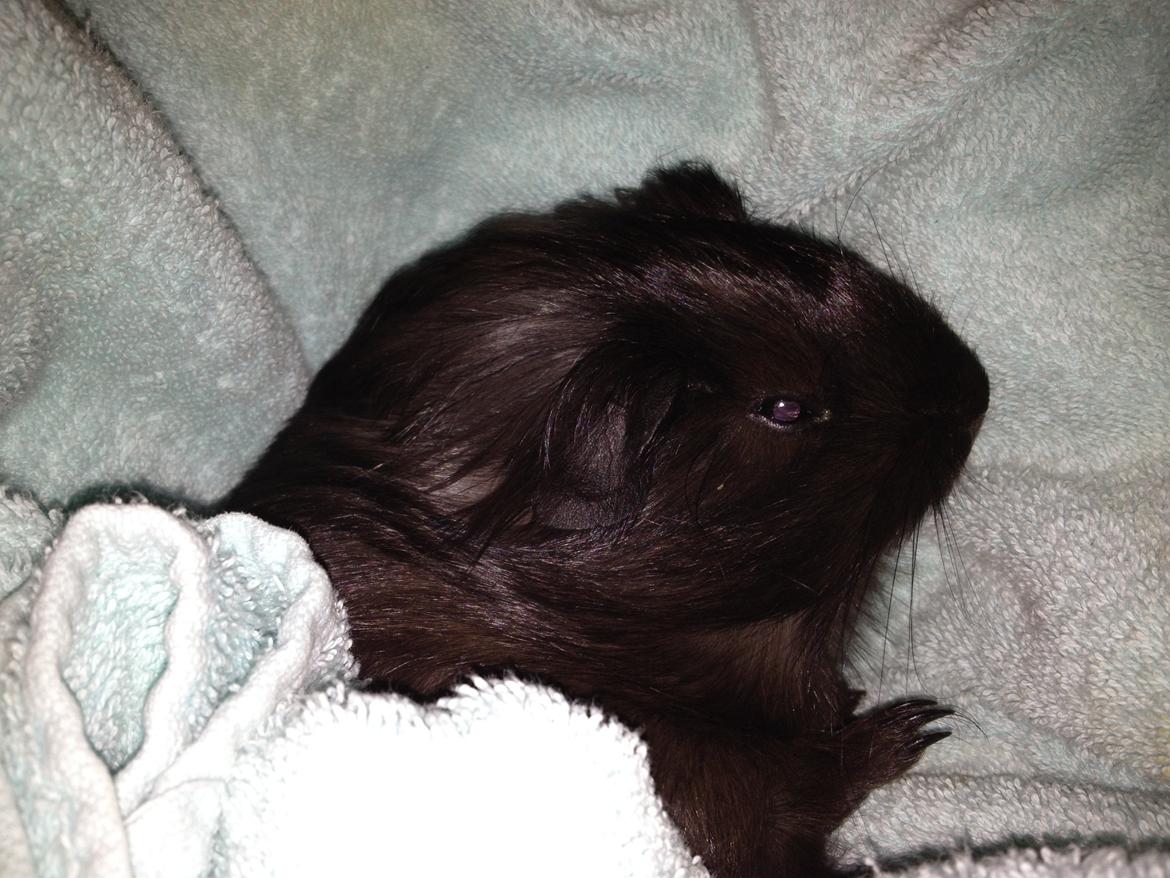 Marsvin Sally billede 4