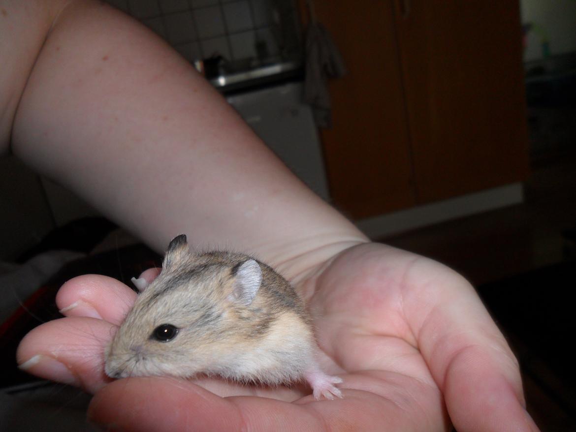 Dværghamster Nightangel's Trakattacker billede 2