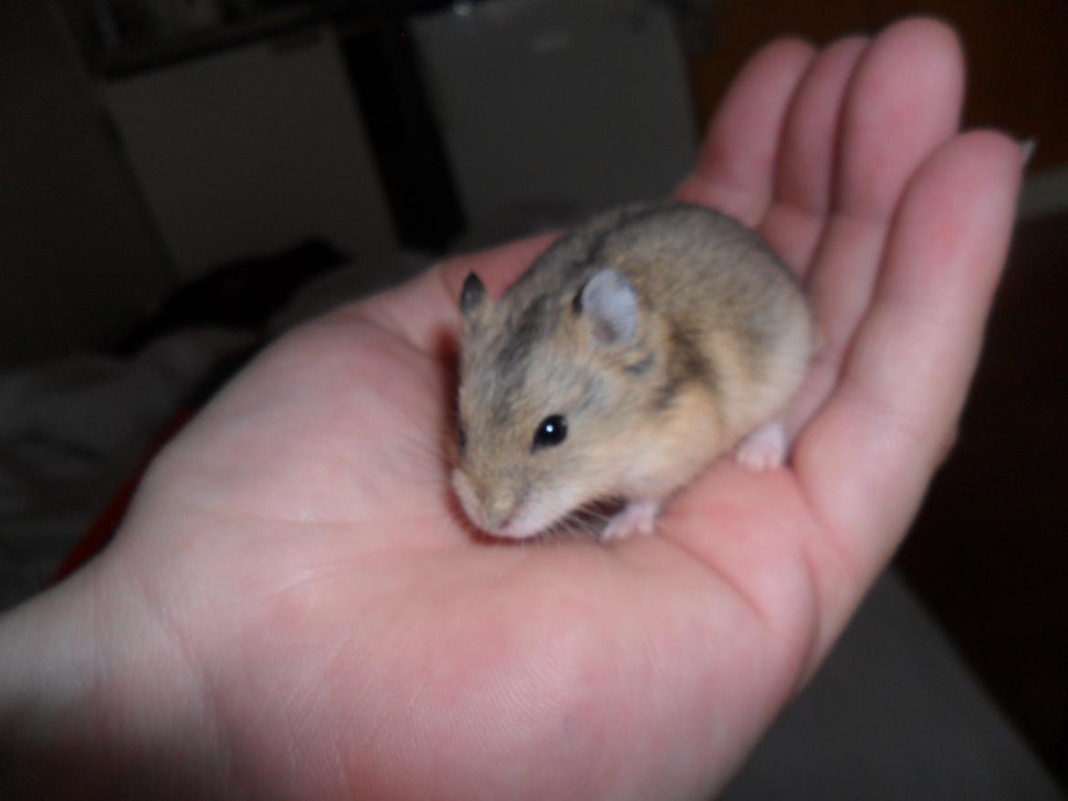 Dværghamster Nightangel's Trakattacker billede 3