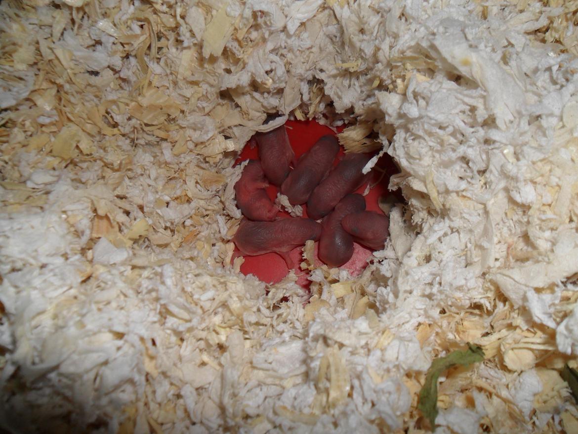 Dværghamster Nightangel's Trakattacker billede 4