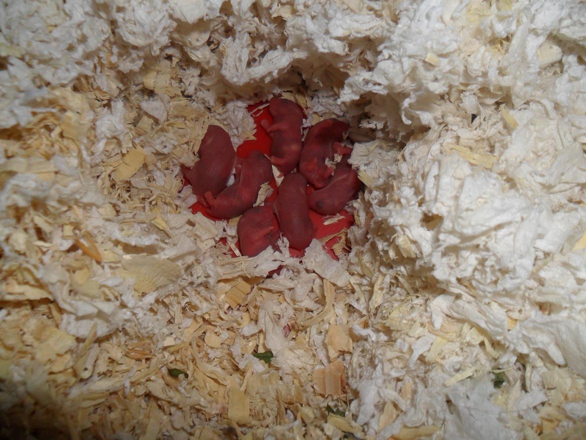 Dværghamster Nightangel's Trakattacker billede 5