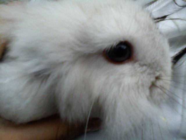 Kanin dalom´s nina billede 2