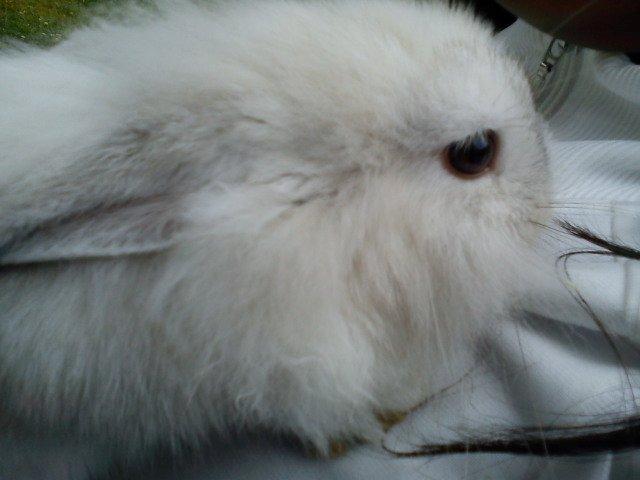 Kanin dalom´s nina billede 4
