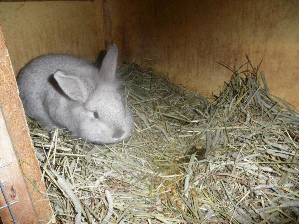 Kanin dalom´s nina billede 5