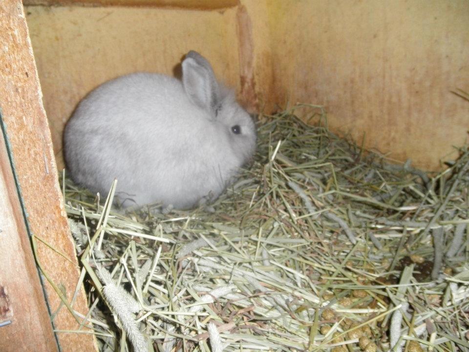 Kanin dalom´s nina billede 6