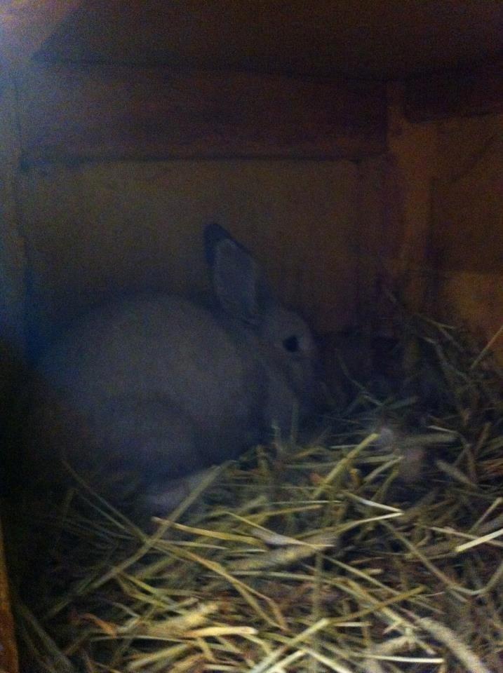 Kanin dalom´s nina billede 7