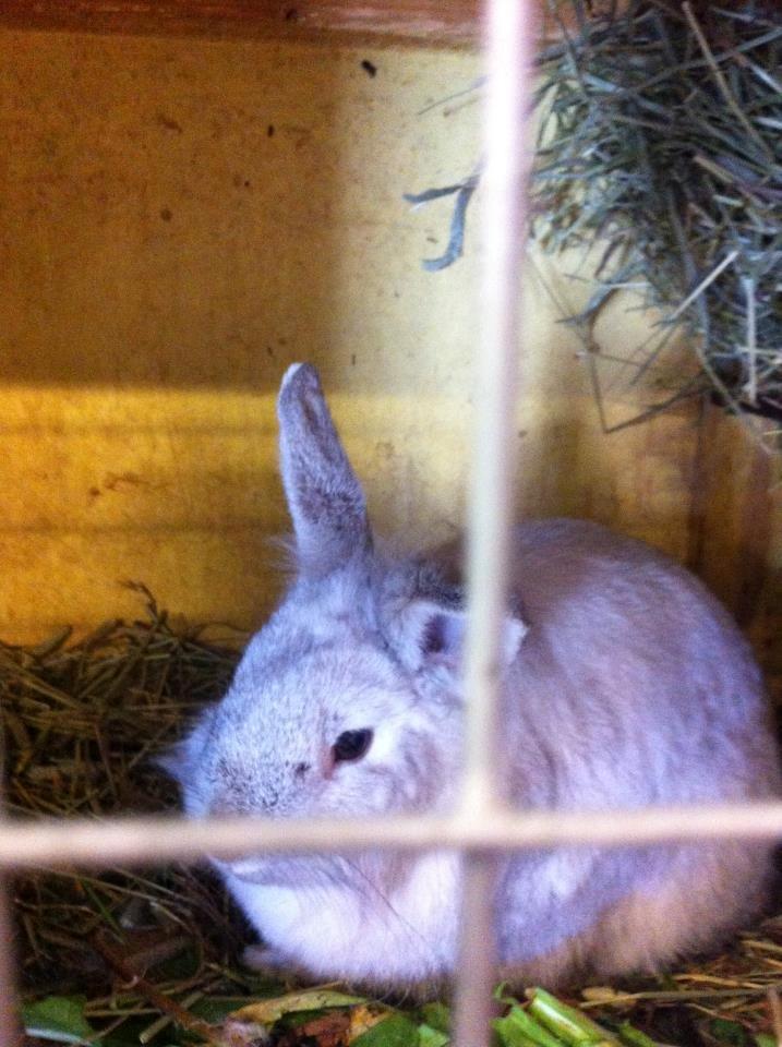 Kanin dalom´s nina billede 8