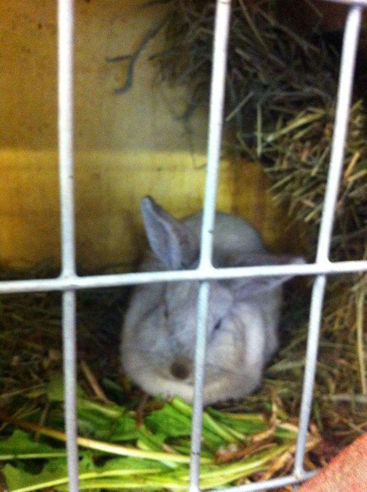 Kanin dalom´s nina billede 9