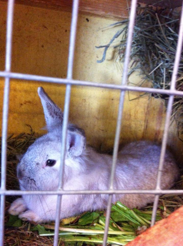 Kanin dalom´s nina billede 1