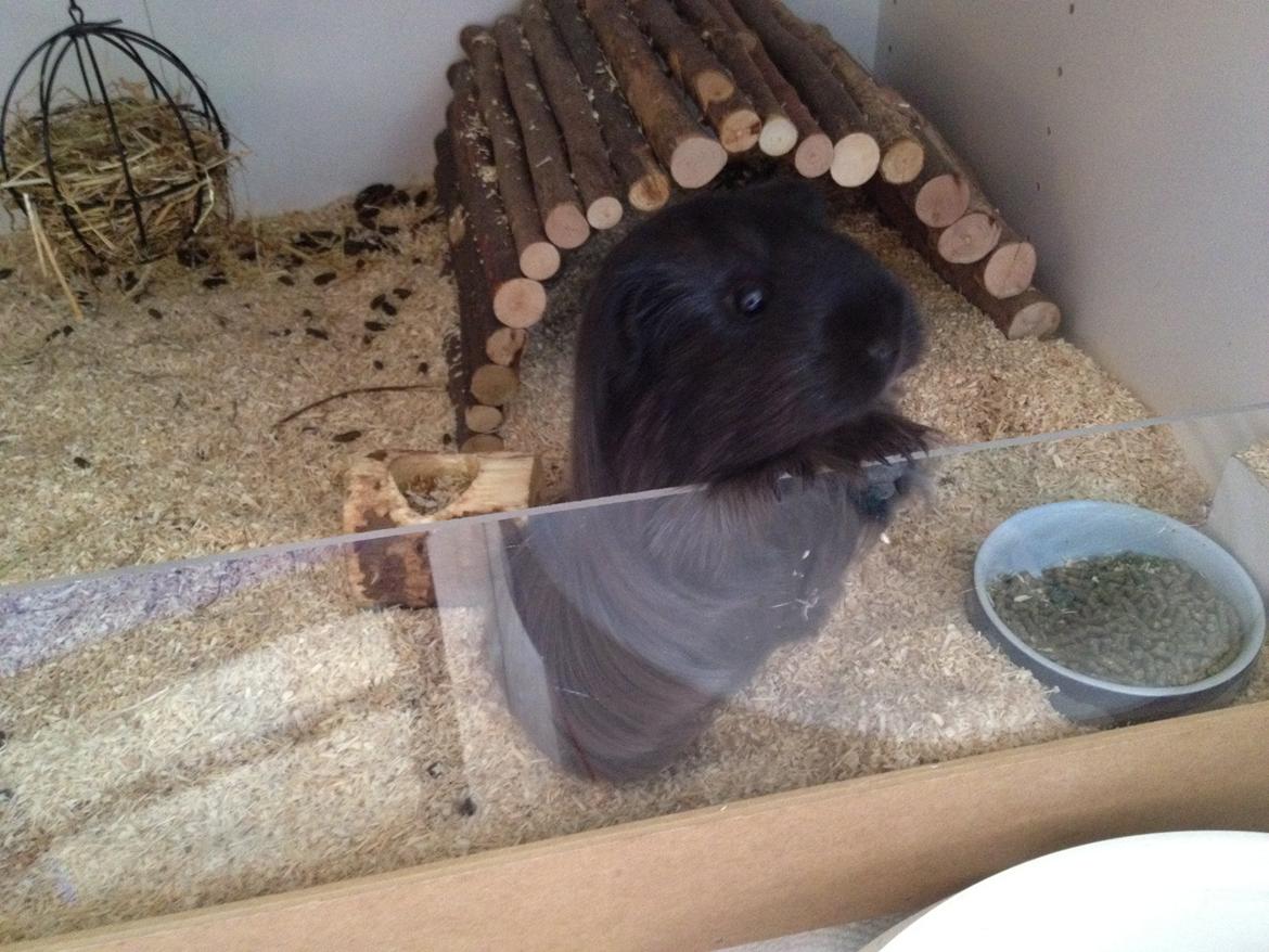 Marsvin Sally billede 5