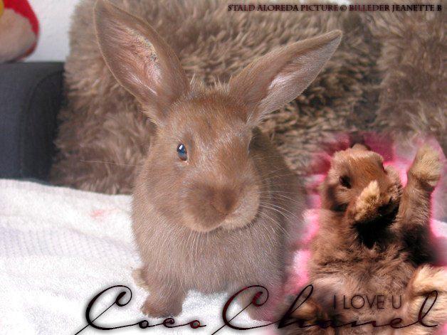 Kanin Coco (Chanel) Diva* billede 10