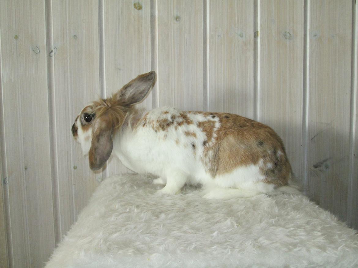 Kanin Josefine billede 6