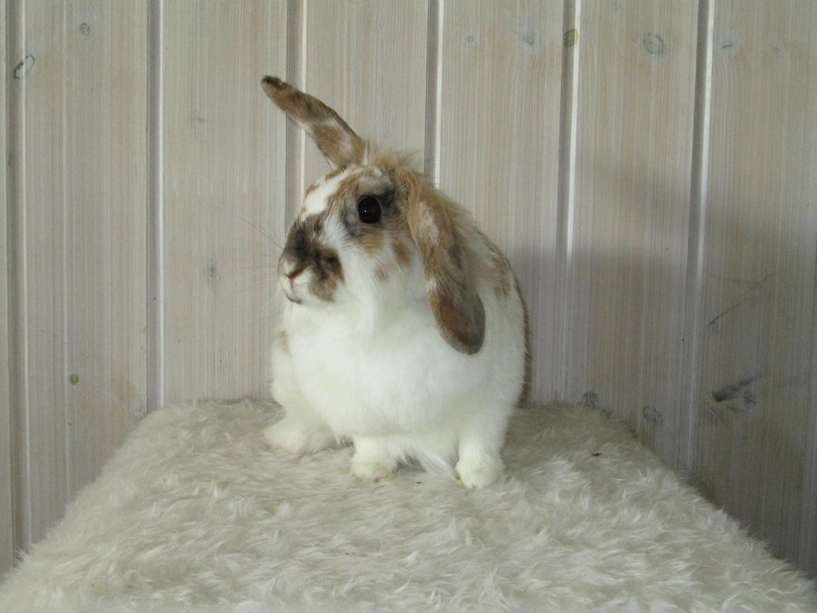 Kanin Josefine billede 7