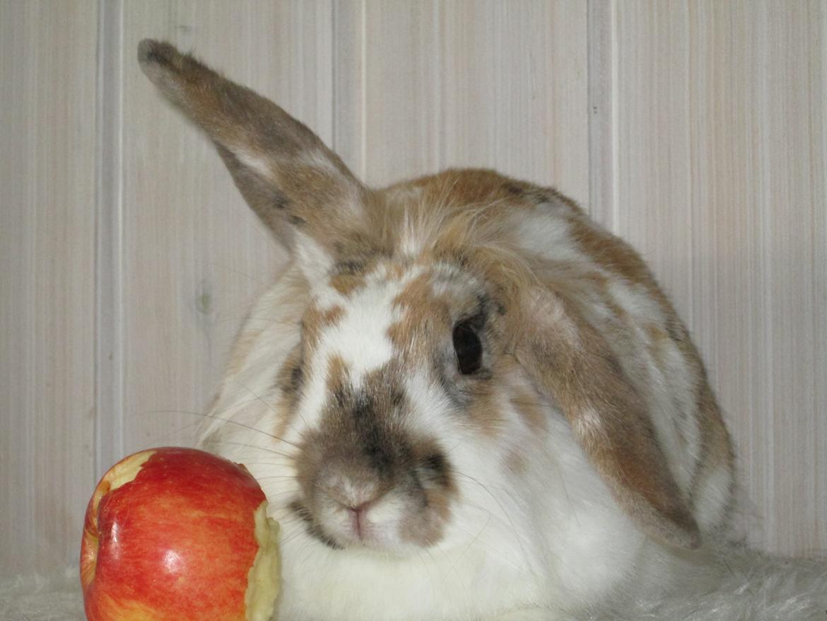 Kanin Josefine billede 8