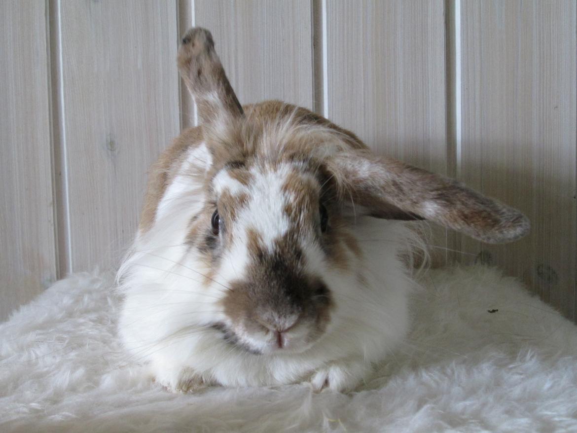 Kanin Josefine billede 9
