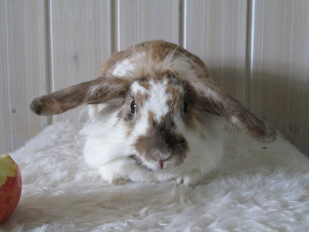 Kanin Josefine billede 10