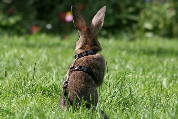 Kanin Flora Neotinea billede 1