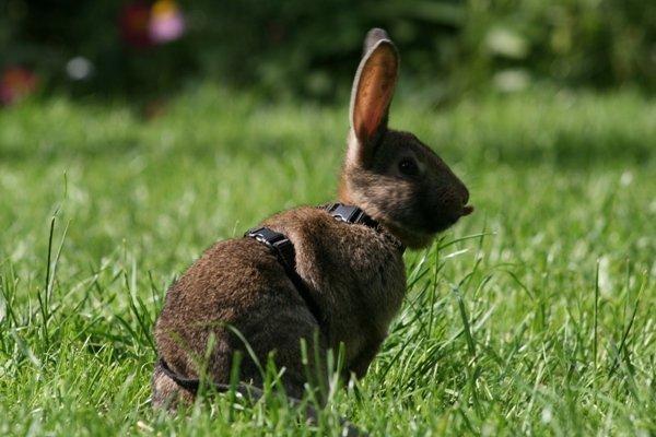 Kanin Flora Neotinea billede 2