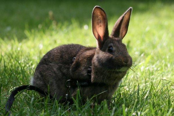 Kanin Flora Neotinea billede 3