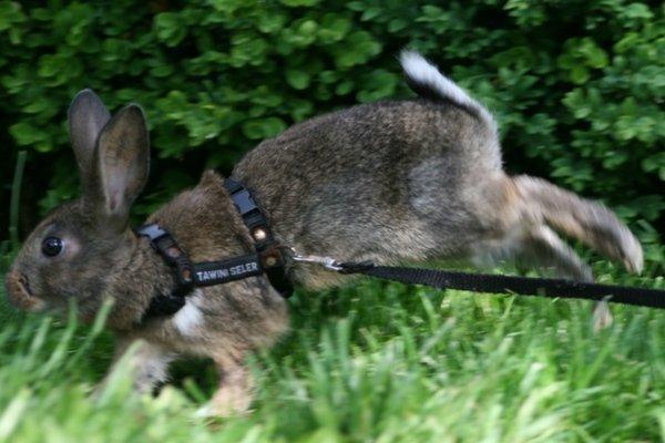 Kanin Flora Neotinea billede 4