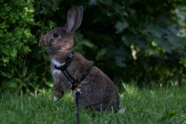 Kanin Flora Neotinea billede 5