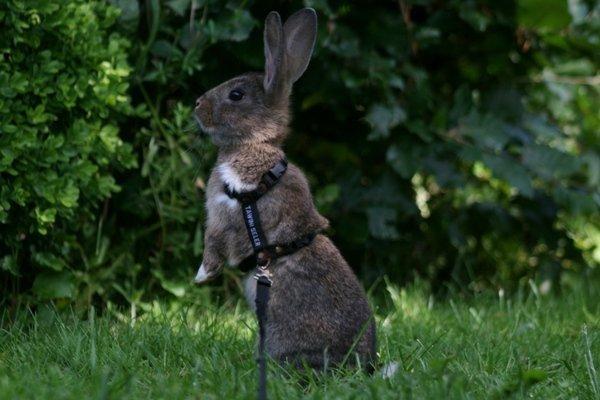 Kanin Flora Neotinea billede 6