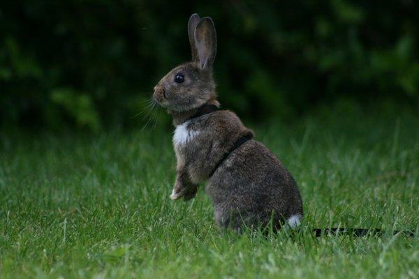 Kanin Flora Neotinea billede 7