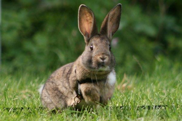 Kanin Flora Neotinea billede 8