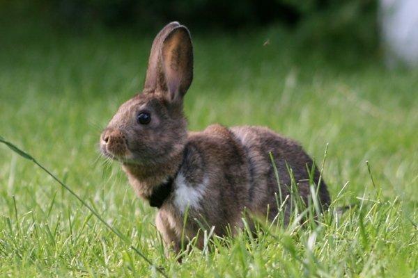 Kanin Flora Neotinea billede 9