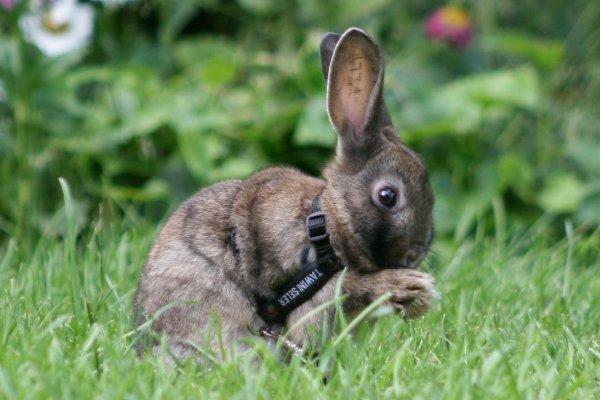 Kanin Flora Neotinea billede 10