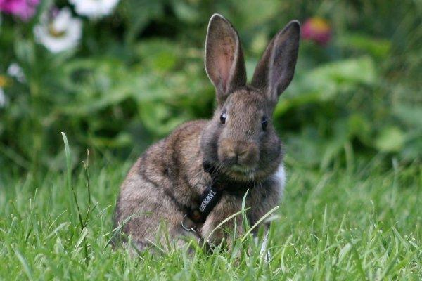 Kanin Flora Neotinea billede 11