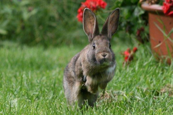 Kanin Flora Neotinea billede 12