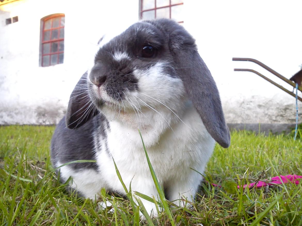 Kanin Pedro - Min bamse kan godt være fotogen. ♥ billede 3