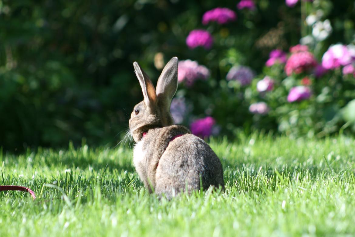 Kanin Flora Neotinea billede 13