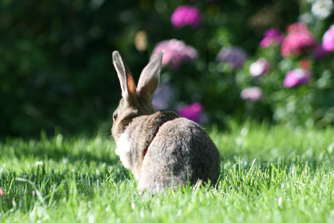 Kanin Flora Neotinea billede 14