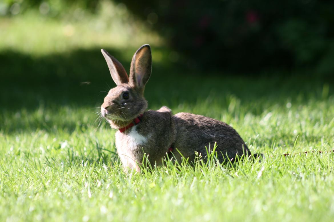 Kanin Flora Neotinea billede 15