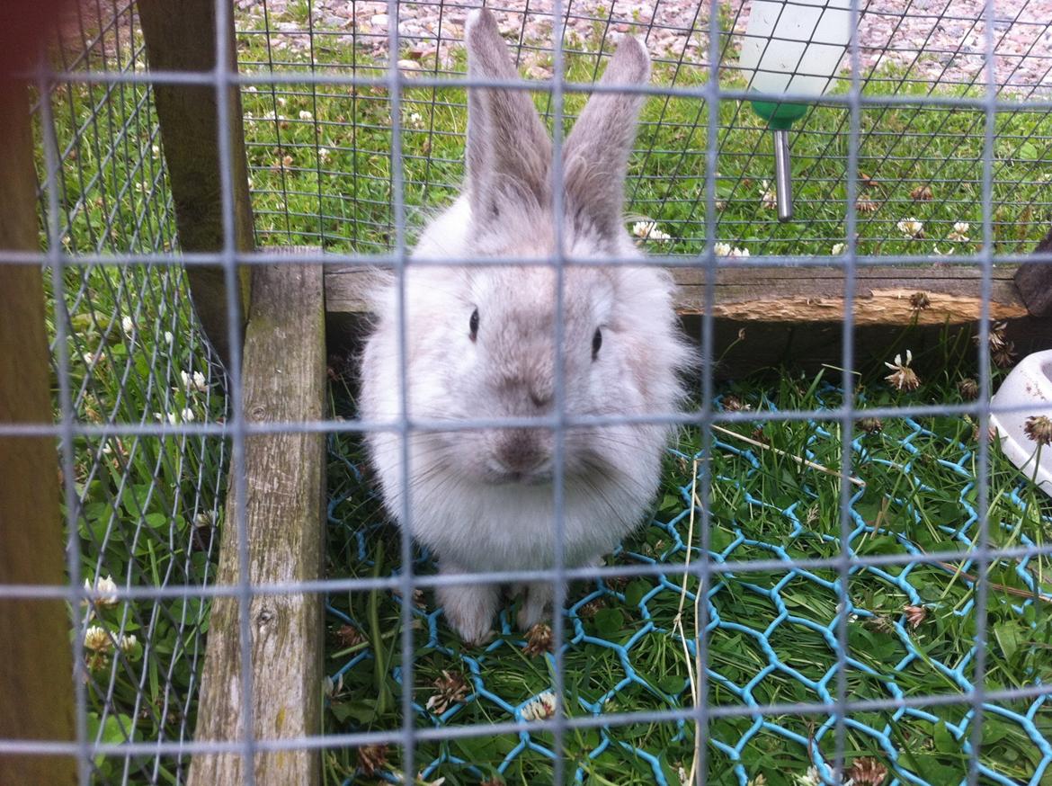 Kanin dalom´s nina billede 10