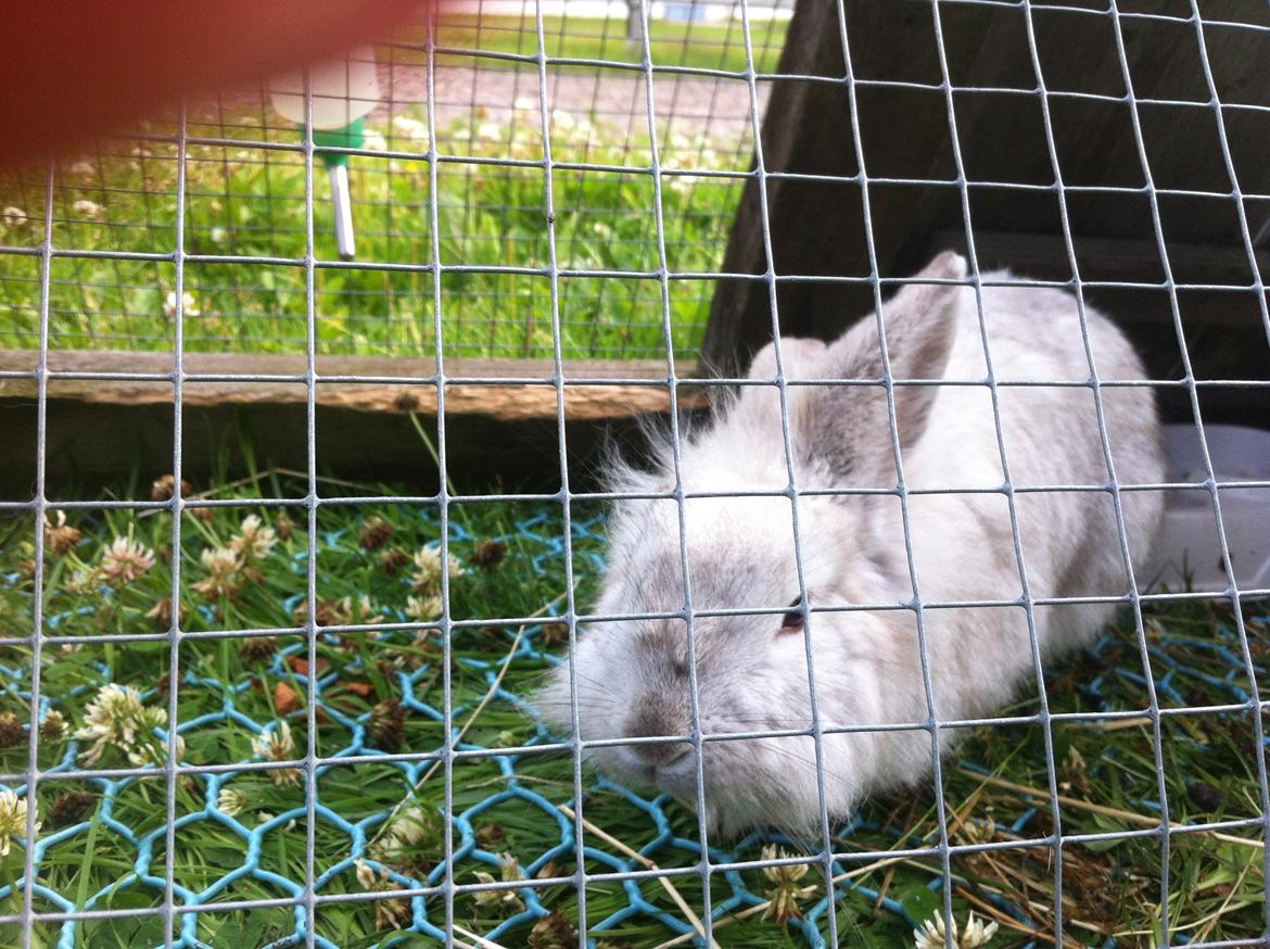 Kanin dalom´s nina billede 11