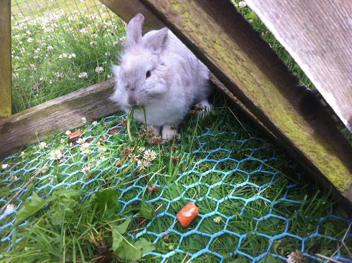 Kanin dalom´s nina billede 12