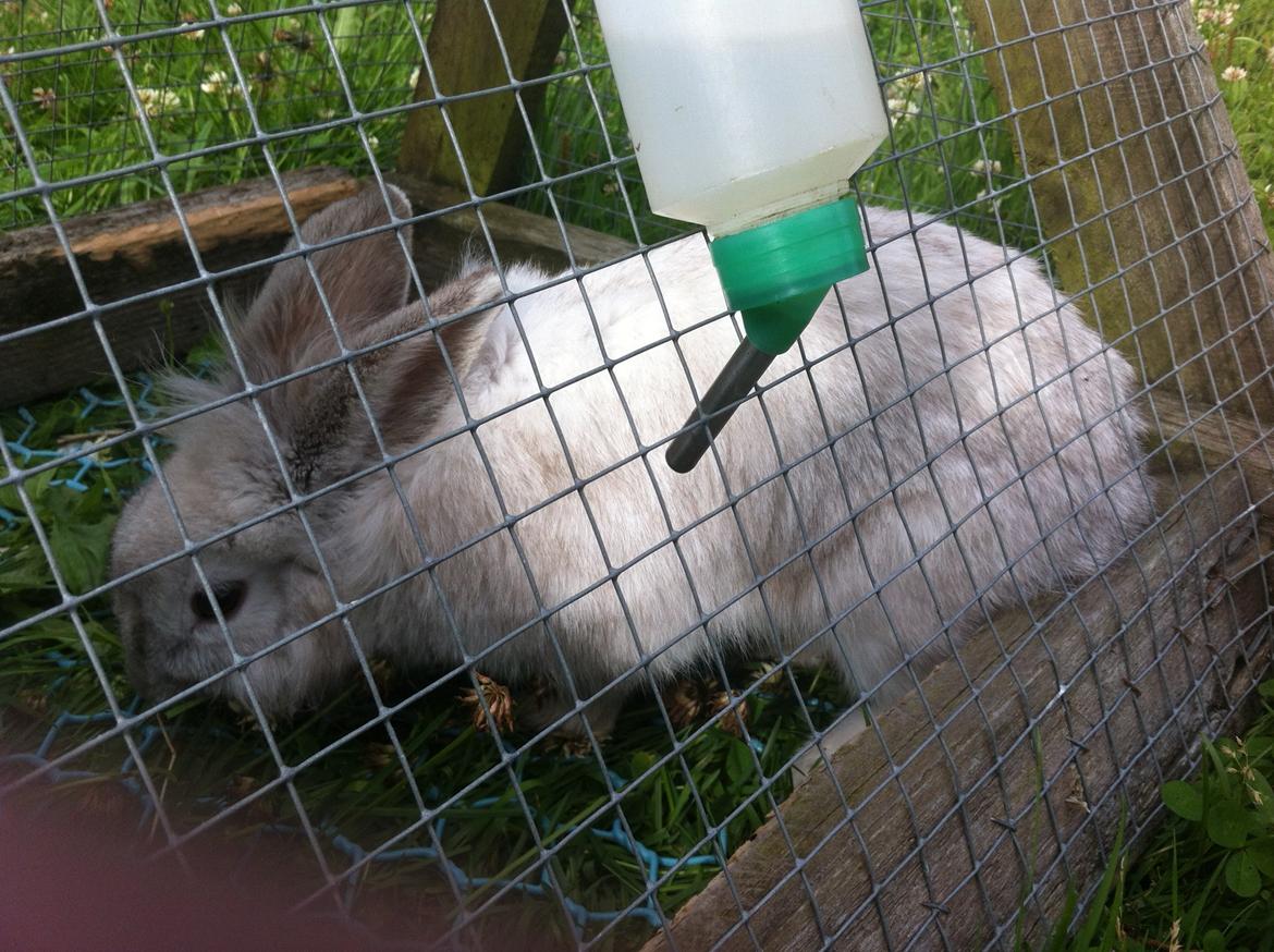 Kanin dalom´s nina billede 13