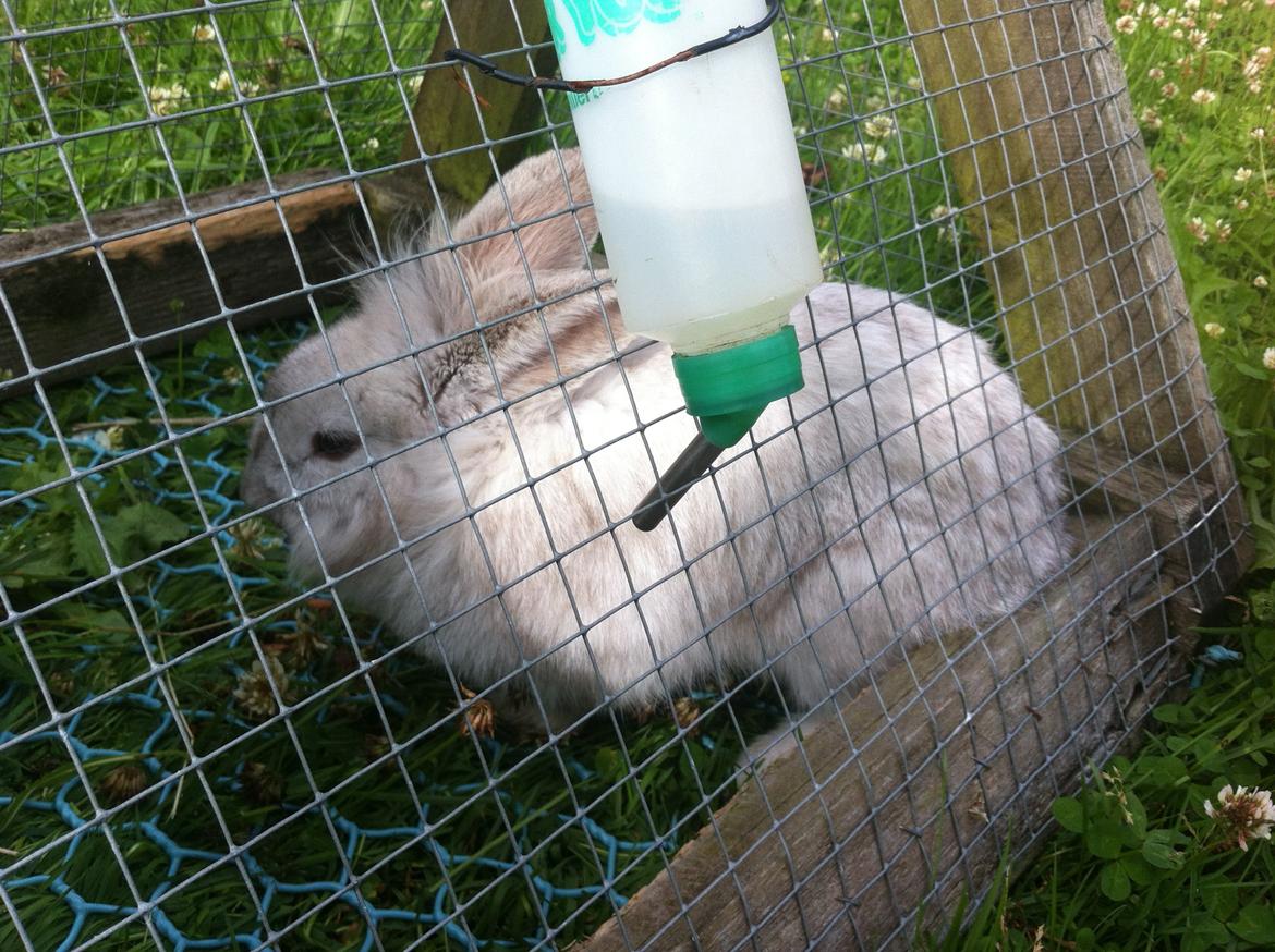 Kanin dalom´s nina billede 14