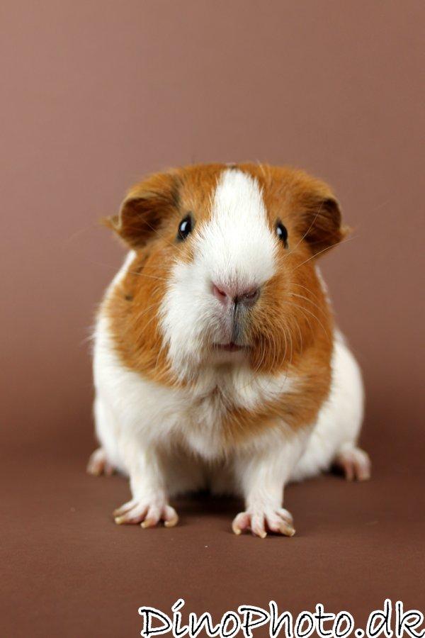 Marsvin Molly *RIP* 14/10 2013 billede 1